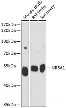 Western blot analysis of extracts of various cell lines using IRS1 Polyclonal Antibody at dilution of 1:1000.