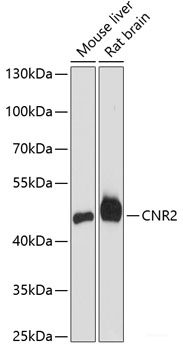 Western blot analysis of extracts of Mouse heart using PTGDS Polyclonal Antibody at dilution of 1:1000.