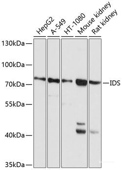 Western blot analysis of extracts of various cell lines using CD99 Polyclonal Antibody at dilution of 1:1000.