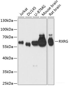 Western blot analysis of extracts of various cell lines using CDKN1C Polyclonal Antibody at dilution of 1:1000.
