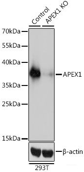 Western blot analysis of extracts of various cell lines using STMN4 Polyclonal Antibody at dilution of 1:1000.