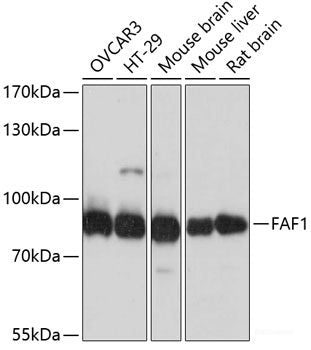 Western blot analysis of extracts of various cell lines using INPP5A Polyclonal Antibody at dilution of 1:1000.