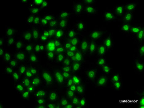 Western blot analysis of extracts of various cell lines using KIF5A Polyclonal Antibody at dilution of 1:1000.