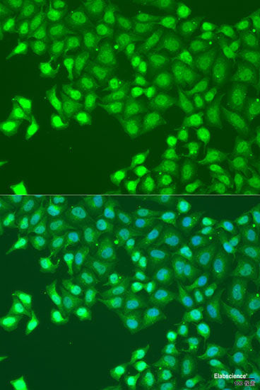 Western blot analysis of extracts of various cell lines using SEPT7 Polyclonal Antibody.