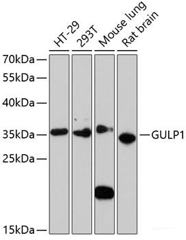 Immunohistochemistry of paraffin-embedded Rat heart using UBE2L3 Polyclonal Antibody at dilution of 1:100 (40x lens).