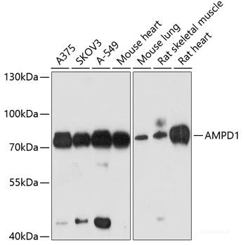 Immunofluorescence analysis of U-2 OS cells using EIF3G Polyclonal Antibody at dilution of 1:100 (40x lens). Blue: DAPI for nuclear staining.