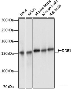 Western blot analysis of extracts of various cell lines using KRR1 Polyclonal Antibody at dilution of 1:3000.