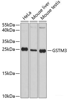 Western blot analysis of extracts of various cell lines using EML2 Polyclonal Antibody at dilution of 1:3000.