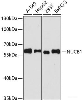Western blot analysis of extracts of various cell lines using NOP58 Polyclonal Antibody at dilution of 1:1000.