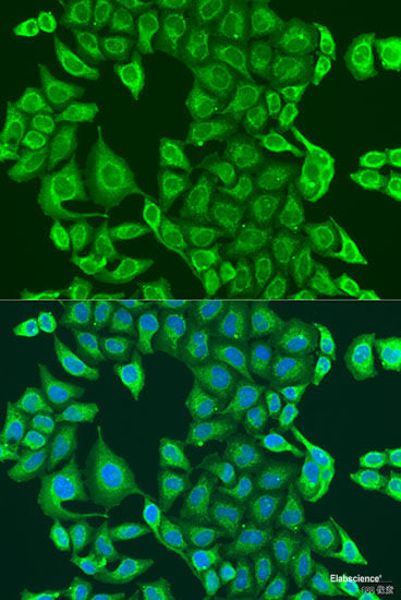 Western blot analysis of extracts of various cell lines using HAUS6 Polyclonal Antibody at dilution of 1:1000.
