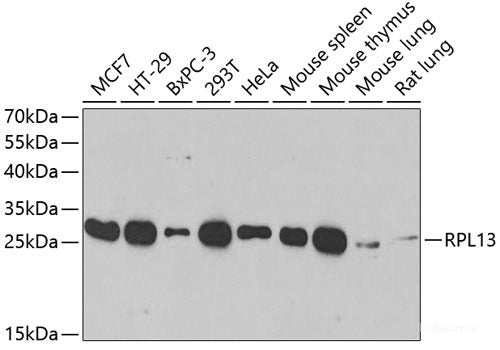 Western blot analysis of extracts of HeLa cells using WDFY4 Polyclonal Antibody.