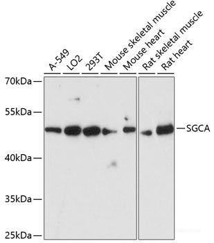 Western blot analysis of extracts of Mouse thymus using MMS19 Polyclonal Antibody at dilution of 1:1000.