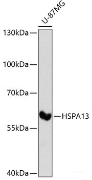 Immunohistochemistry of paraffin-embedded Rat brain using COLEC11 Polyclonal Antibody at dilution of 1:100 (40x lens).