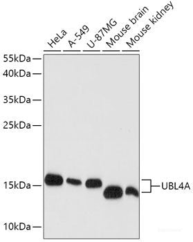 Immunofluorescence analysis of L929 cells using NEDD1 Polyclonal Antibody at dilution of 1:100. Blue: DAPI for nuclear staining.