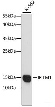 Western blot analysis of extracts of various cell lines using DNAJC19 Polyclonal Antibody at dilution of 1:1000.