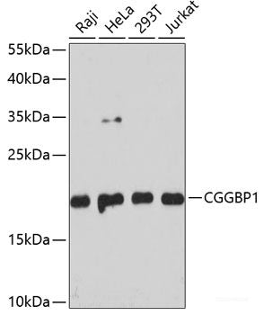 Immunofluorescence analysis of NIH-3T3 cells using UBE2F Polyclonal Antibody at dilution of 1:100. Blue: DAPI for nuclear staining.