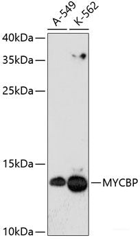 Western blot analysis of extracts of various cell lines using SDCBP Polyclonal Antibody at dilution of 1:1000.