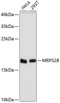 Western blot analysis of extracts of various cell lines using CALD1 Polyclonal Antibody at dilution of 1:1000.