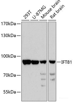 Western blot analysis of extracts of various cell lines using CHRM5 Polyclonal Antibody at dilution of 1:1000.