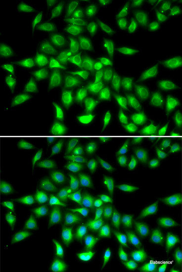 Immunohistochemistry of paraffin-embedded Rat brain using ID3 Polyclonal Antibody at dilution of 1:200 (40x lens).