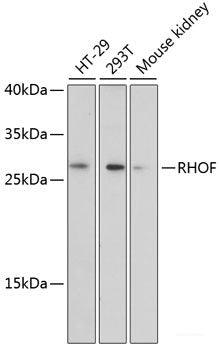 Western blot analysis of extracts of various cell lines using RANGAP1 Polyclonal Antibody at dilution of 1:1000.