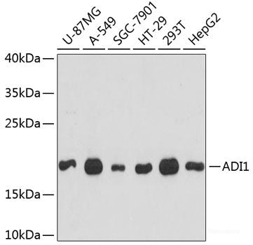 Western blot analysis of extracts of various cell lines using ADAM9 Polyclonal Antibody at dilution of 1:1000.