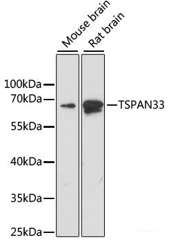 Western blot analysis of extracts of THP-1 cells using PSMB10 Polyclonal Antibody at dilution of 1:5000.