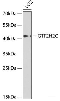 Western blot analysis of extracts of various cell lines using APLP2 Polyclonal Antibody at dilution of 1:1000.