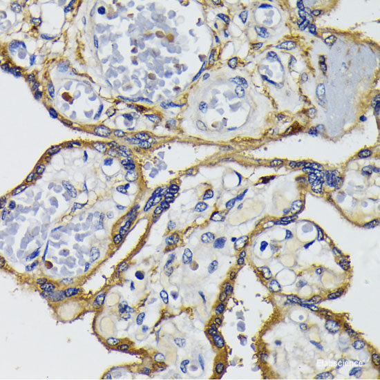 Immunohistochemistry of paraffin-embedded Mouse lung using FBXW7 Polyclonal Antibody at dilution of 1:100 (40x lens).