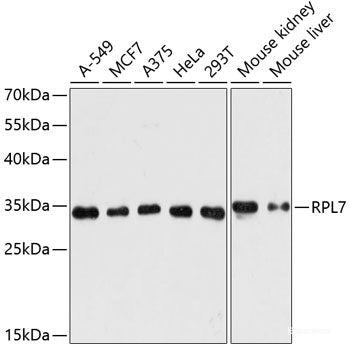 Western blot analysis of extracts of various cell lines using RAD51 Polyclonal Antibody at dilution of 1:1000.