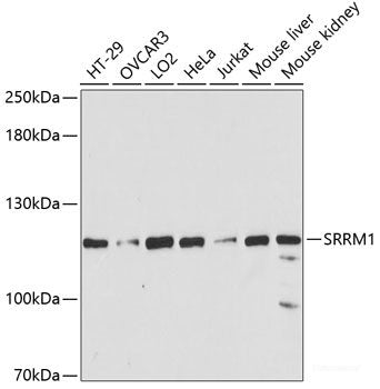 Western blot analysis of extracts of various cell lines using PHF21A Polyclonal Antibody at dilution of 1:1000.