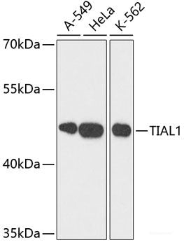 Western blot analysis of extracts of various cell lines using CIAPIN1 Polyclonal Antibody at dilution of 1:1000.