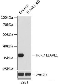 Western blot analysis of extracts of Mouse lung using PDLIM3 Polyclonal Antibody at dilution of 1:1000.
