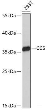 Immunohistochemistry of paraffin-embedded Rat kidney using WRB Polyclonal Antibody at dilution of 1:200 (40x lens).