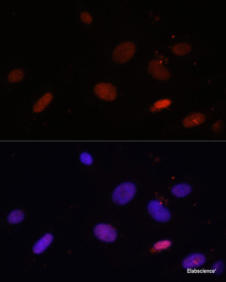 Western blot analysis of extracts of various cell lines using ENOX2 Polyclonal Antibody at dilution of 1:1000.