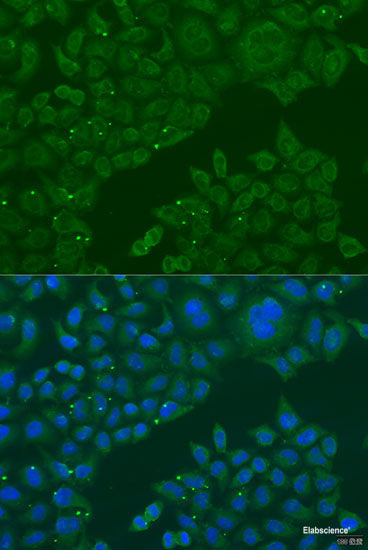 Western blot analysis of extracts of various cell lines using SAFB Polyclonal Antibody at dilution of 1:1000.