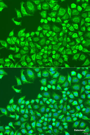 Western blot analysis of extracts of various cell lines using CAD Polyclonal Antibody at dilution of 1:1000.