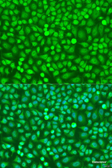 Western blot analysis of extracts of various cell lines using NME4 Polyclonal Antibody at dilution of 1:1000.
