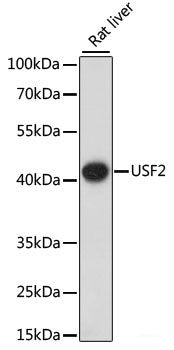 Western blot analysis of extracts of various cell lines using YTHDF3 Polyclonal Antibody at dilution of 1:1000.