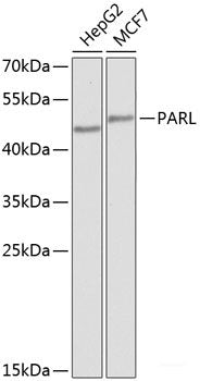 Western blot analysis of extracts of various cell lines using NRGN Polyclonal Antibody at dilution of 1:1000.