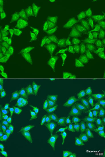 Western blot analysis of extracts of Mouse liver using CPQ Polyclonal Antibody at dilution of 1:1000.