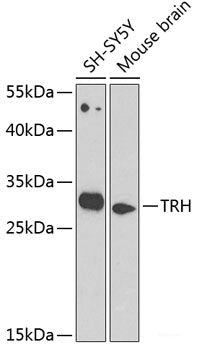 Western blot analysis of extracts of various cell lines using MKL1 Polyclonal Antibody at dilution of 1:1000.