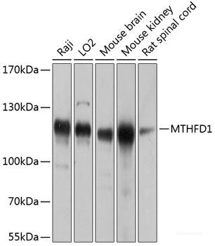 Immunofluorescence analysis of L929 cells using LAMB1 Polyclonal Antibody at dilution of 1:100 (40x lens). Blue: DAPI for nuclear staining.