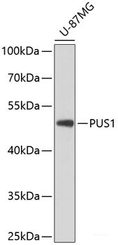 Immunohistochemistry of paraffin-embedded Mouse lung using NDUFA6 Polyclonal Antibody at dilution of 1:100 (40x lens).