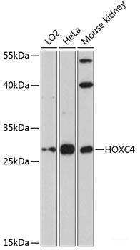 Western blot analysis of extracts of various cell lines using ANKH Polyclonal Antibody at dilution of 1:1000.