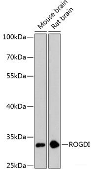 Western blot analysis of extracts of various cell lines using SUPV3L1 Polyclonal Antibody at dilution of 1:1000.