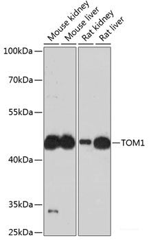 Immunohistochemistry of paraffin-embedded Rat kidney using SLC30A1 Polyclonal Antibody