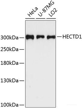 Western blot analysis of extracts of various cell lines using SAV1 Polyclonal Antibody at dilution of 1:1000.