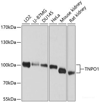 Western blot analysis of extracts of various cell lines using MZT2B Polyclonal Antibody at dilution of 1:1000.