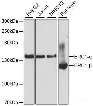 Western blot analysis of extracts of HT-29 and HeLa cells using Phospho-CDK1(T14) Polyclonal Antibody at dilution of 1:1000. HT-29 cells were treated by serum-starvation overnight. HeLa cells were treated by UV for 15-30 minutes.
